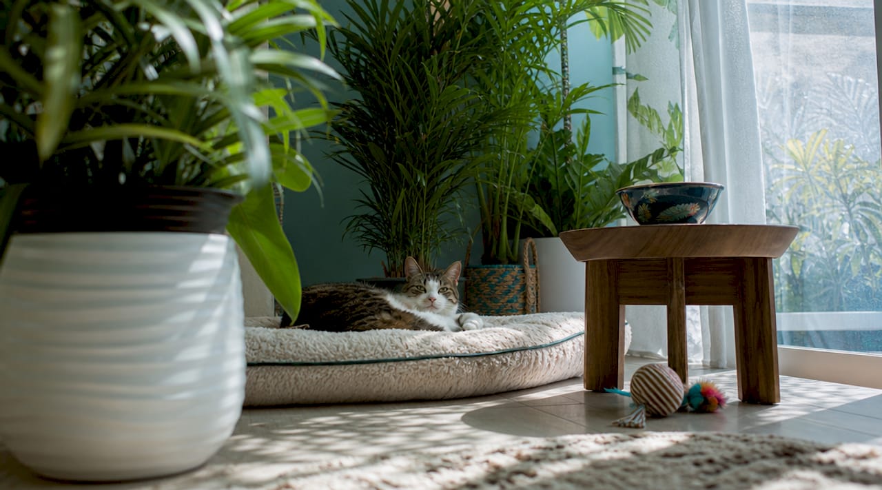 Cat resting in quiet alcove nook