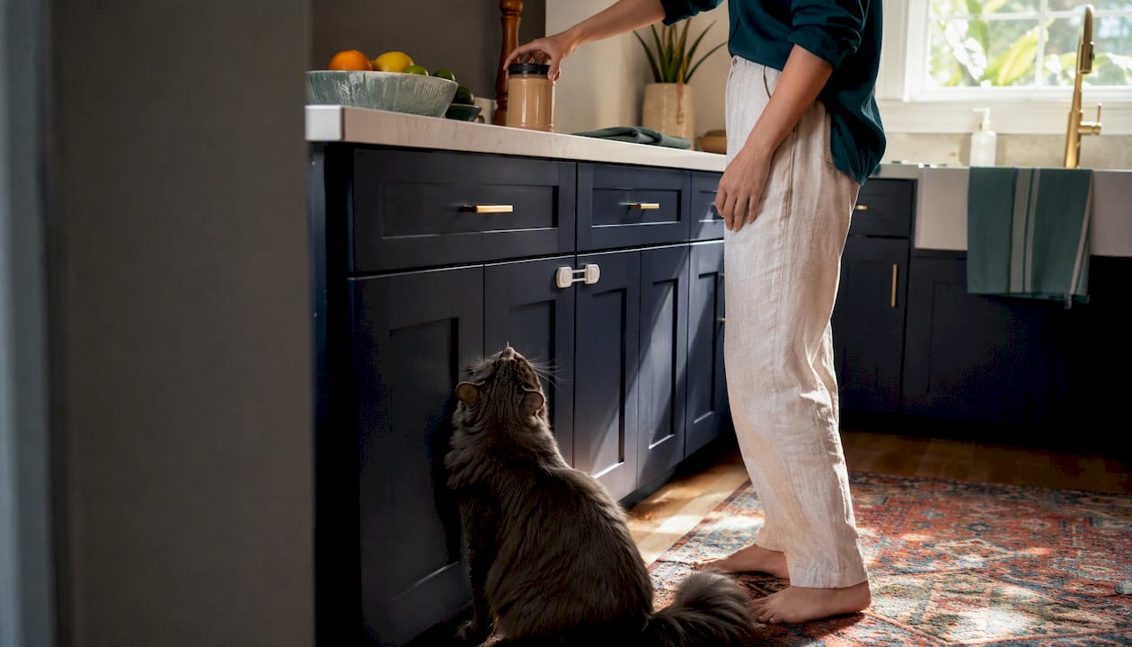 Kitchen hazards for cats with locked cabinet