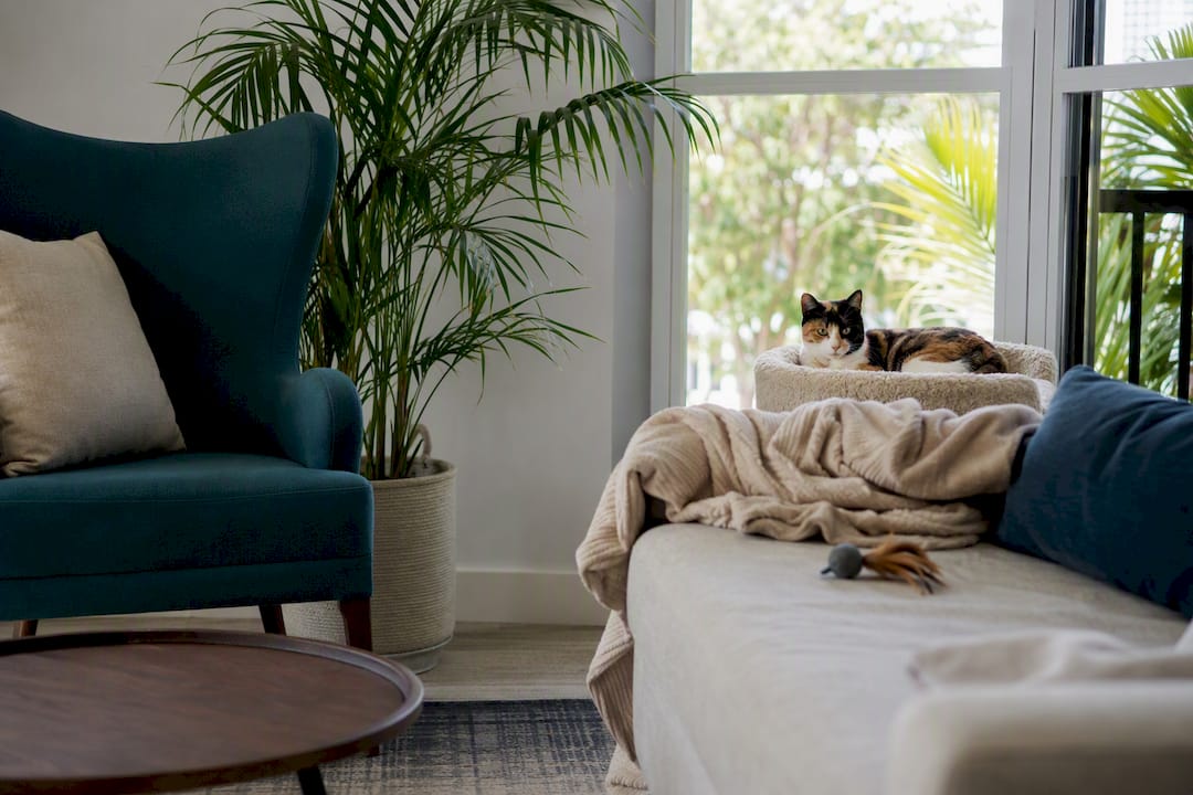 Cozy Boca Raton one-bedroom apartment with cat perch
