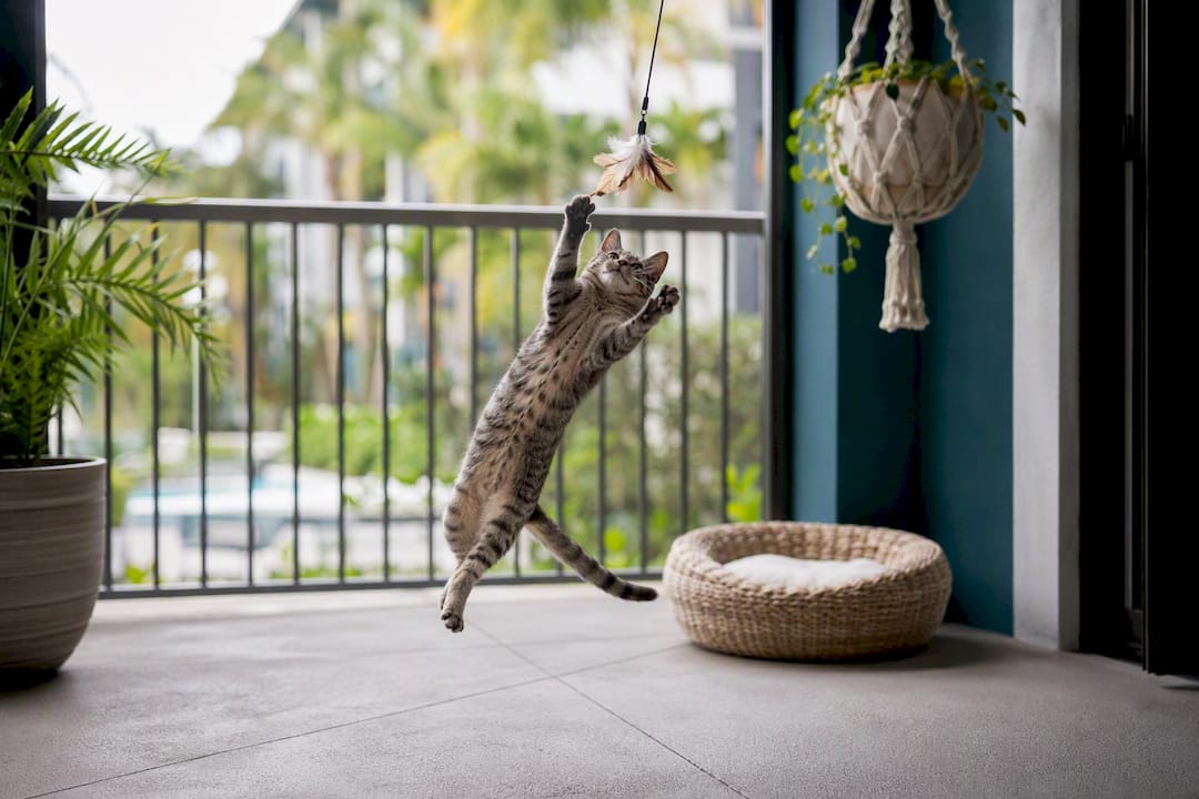 Cat playing in screened apartment balcony