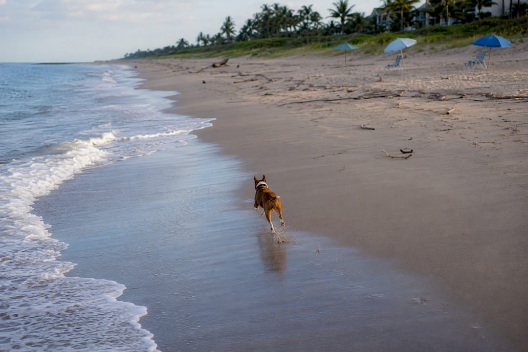 Dog running along Boca Raton off-leash beach